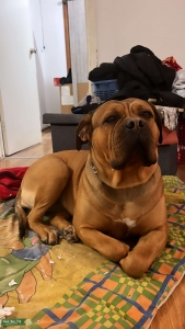 Bull mastif x Dogue de Bordeaux needing make stud! Listing Image