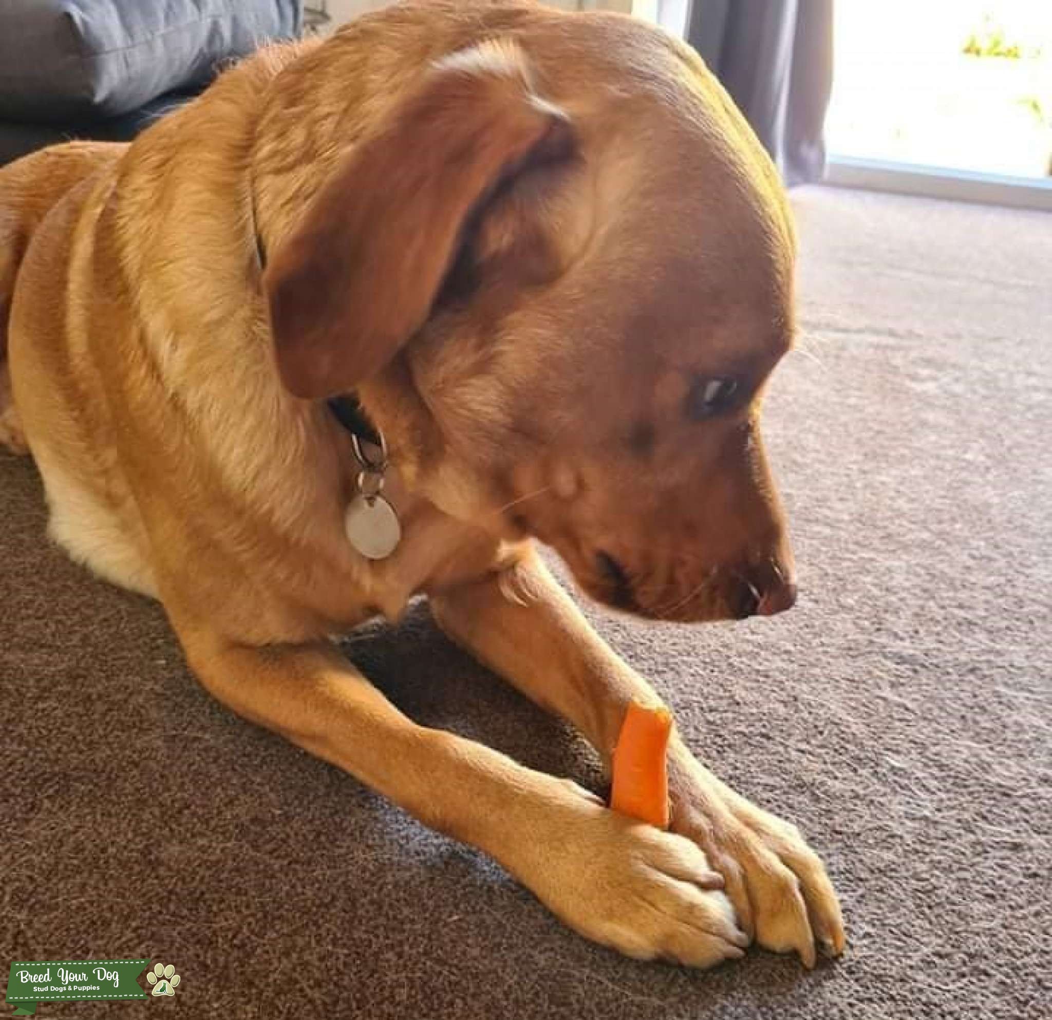 Buck the most gently Labrador Stud Dog in Southampton, India