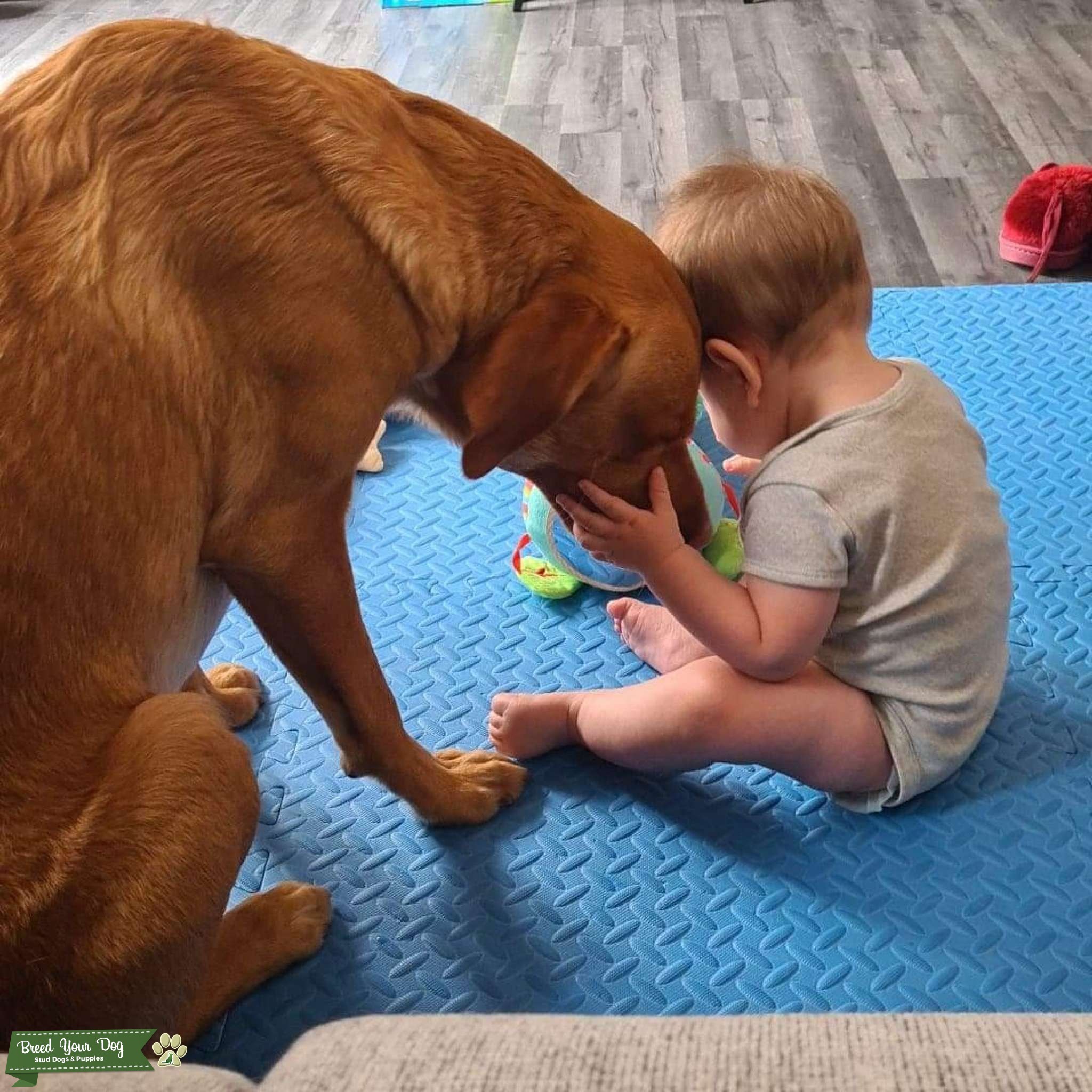 Buck the most gently Labrador Stud Dog in Southampton, the United