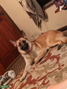 AKC Fawn Shepherd Listing Image