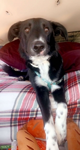Border collie stud  Listing Image