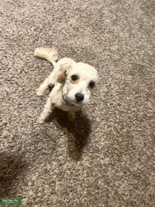 Looking for a female dog to breed  Listing Image