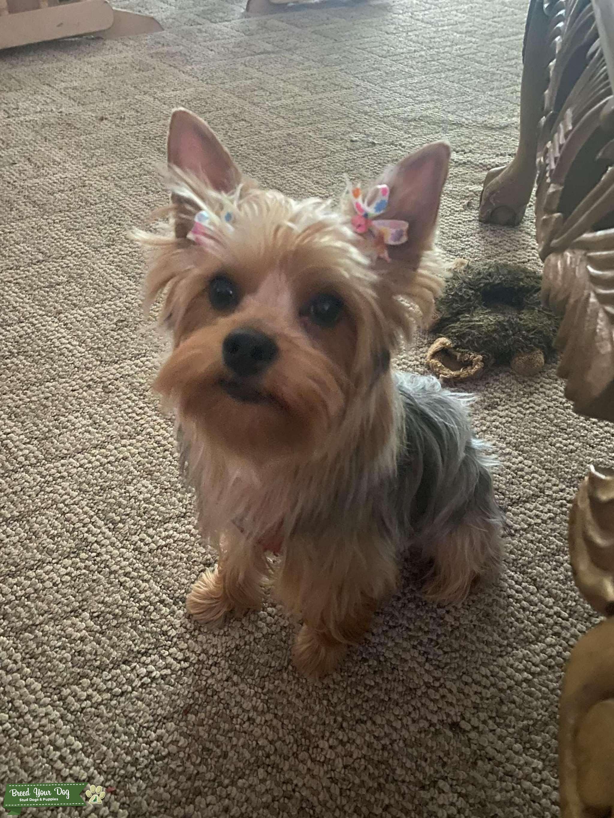AKC Yorkshire Terrier Stud Dog Cocoa, Florida Breed Your Dog