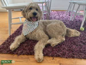 F1B Goldendoodle Proven Stud Listing Image