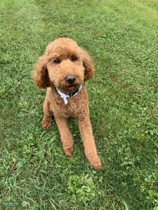 AKC Poodle Listing Image
