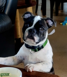 Olde Boston Bulldog Listing Image