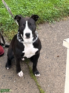 Ukc American pitbull terrier  Listing Image
