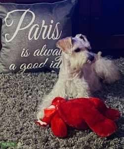 Handsome Schnoodle Listing Image