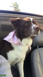 This beauty is searching for a CKC or AKC stud Listing Image