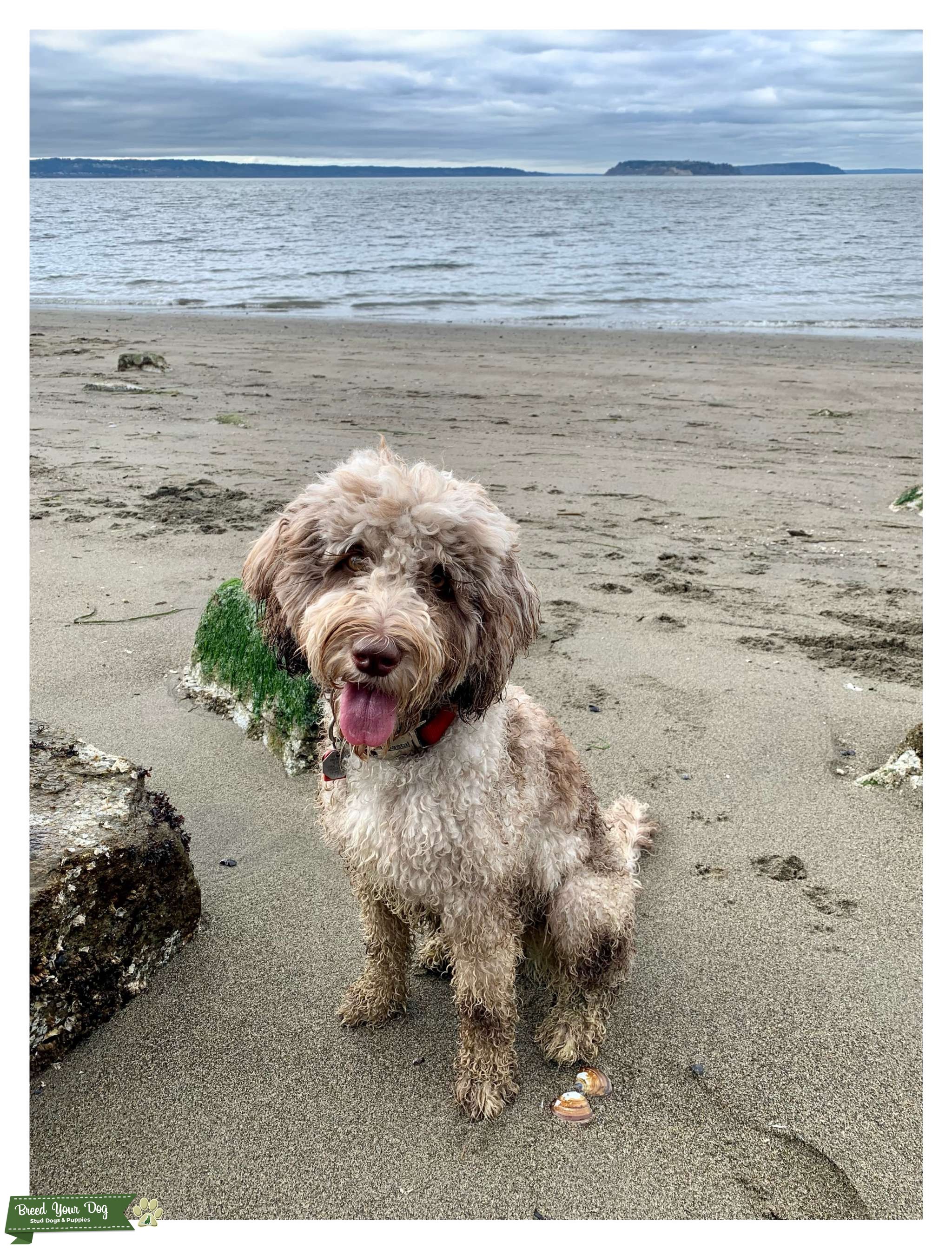 Bernedoodle Female Stud Dog in Washington, United States Breed Your Dog