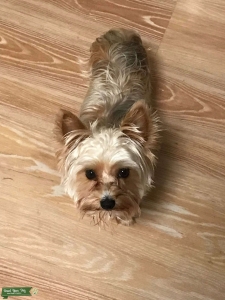 Yorkshire Terrier 5 Pounds Available for Mating Listing Image