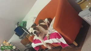 Alapha blue blood bulldog  Listing Image