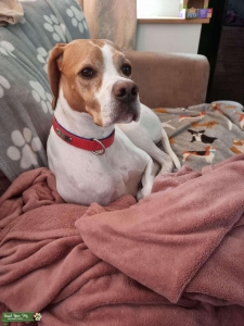 Finding a dogfriend for Bella. Listing Image