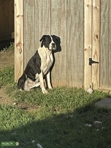 AKC Sealed 2 yr old  Listing Image
