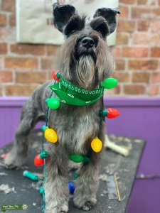 Miniature Schnauzer  Listing Image