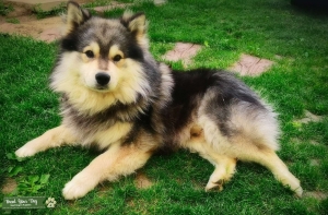 Finnish Lapphund (suomenlapinkoira)  Listing Image