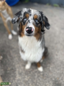 Blue Merle Mini Australian shepherd  Listing Image