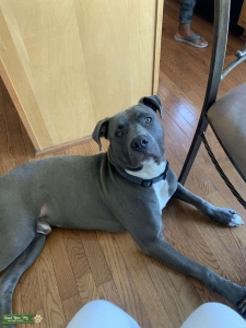 Blue Nose Pitbull Listing Image