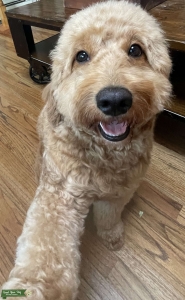 Mini Goldendoodle  Listing Image