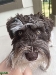 Mini schnauzer stud Listing Image