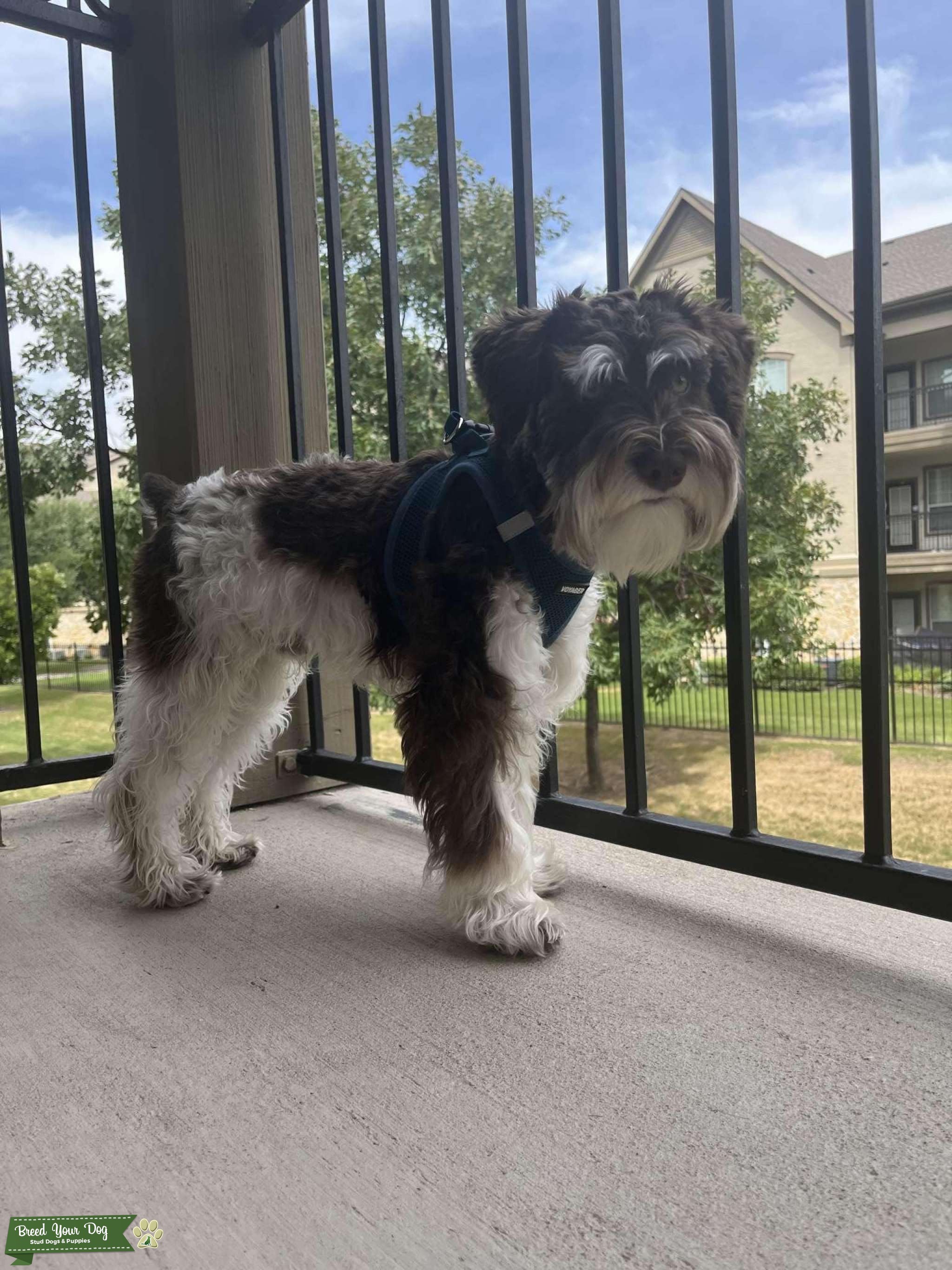 Mini schnauzer stud Stud Dog in US, United States Breed Your Dog