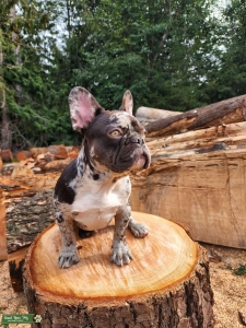 Beautiful Black Merle French Bulldog Listing Image