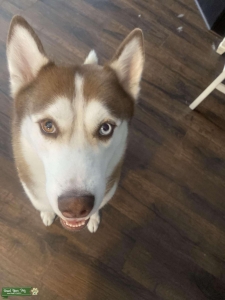 Red Husky Stud Listing Image