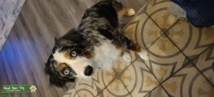 Female Mini Australian Shepherd looking for tri colored mini male Listing Image