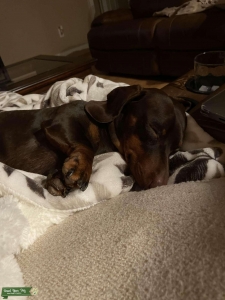 Chocolate smooth haired miniature dachshund  Listing Image