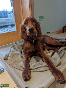 Red Irish Setter Listing Image