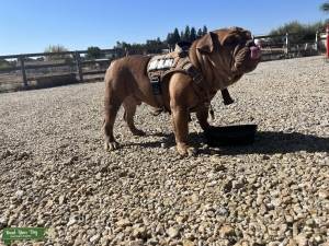 Lilac English Bulldog Listing Image
