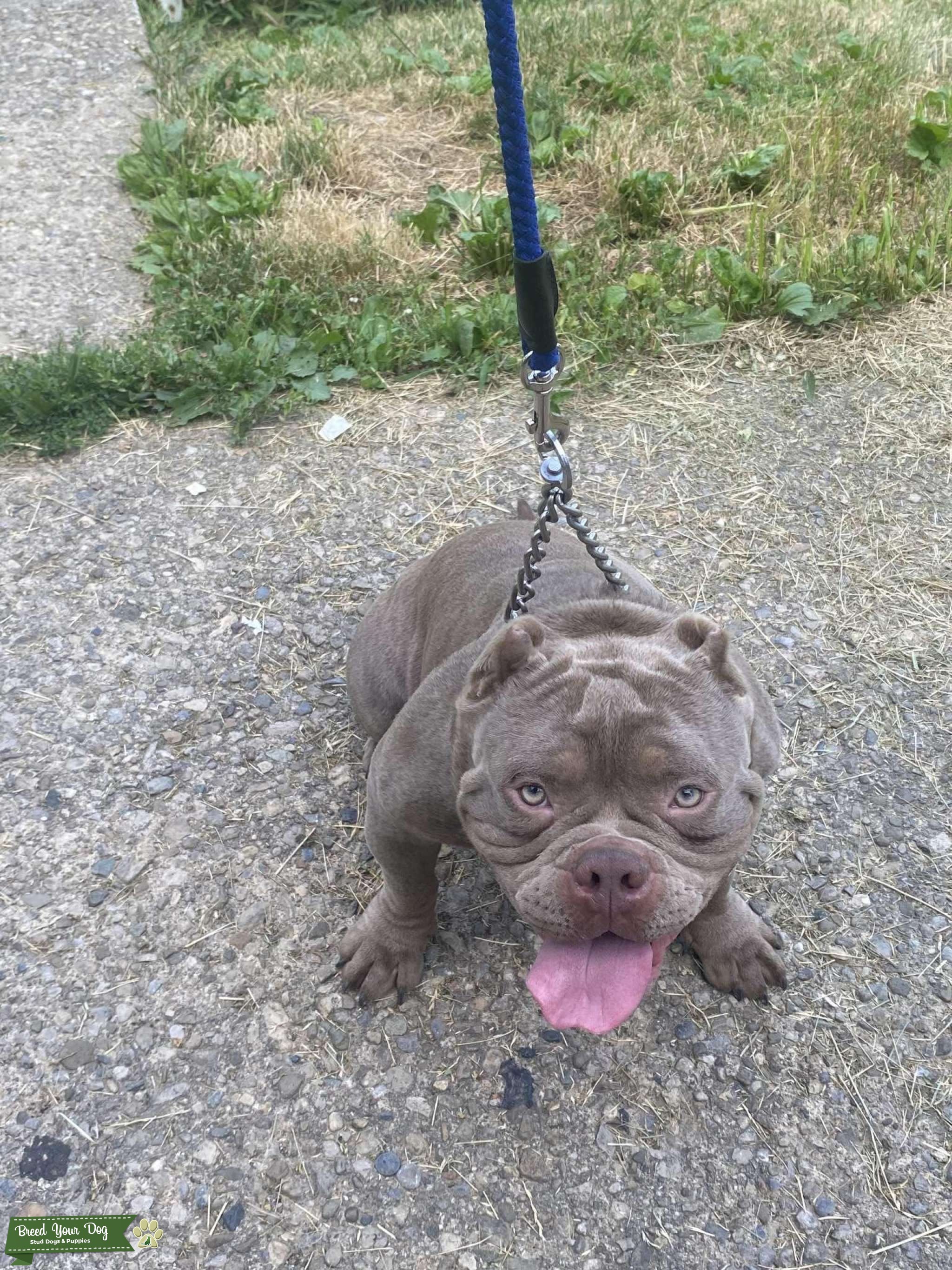Pocket Bully Stud Stud Dog Ohio Breed Your Dog