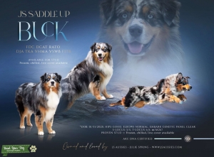 AKC Titled Standard Blue Merle Australian Shepherd Listing Image