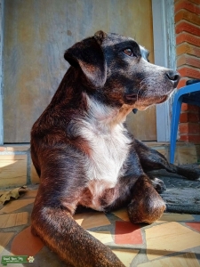 Australian Shepherd/Black Mouth Cur Bitch. Listing Image