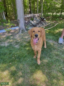Red Golden Looking for Future Male  Listing Image
