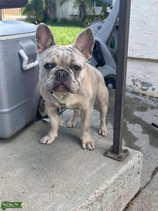 Lilac Merle fawn stud  Listing Image