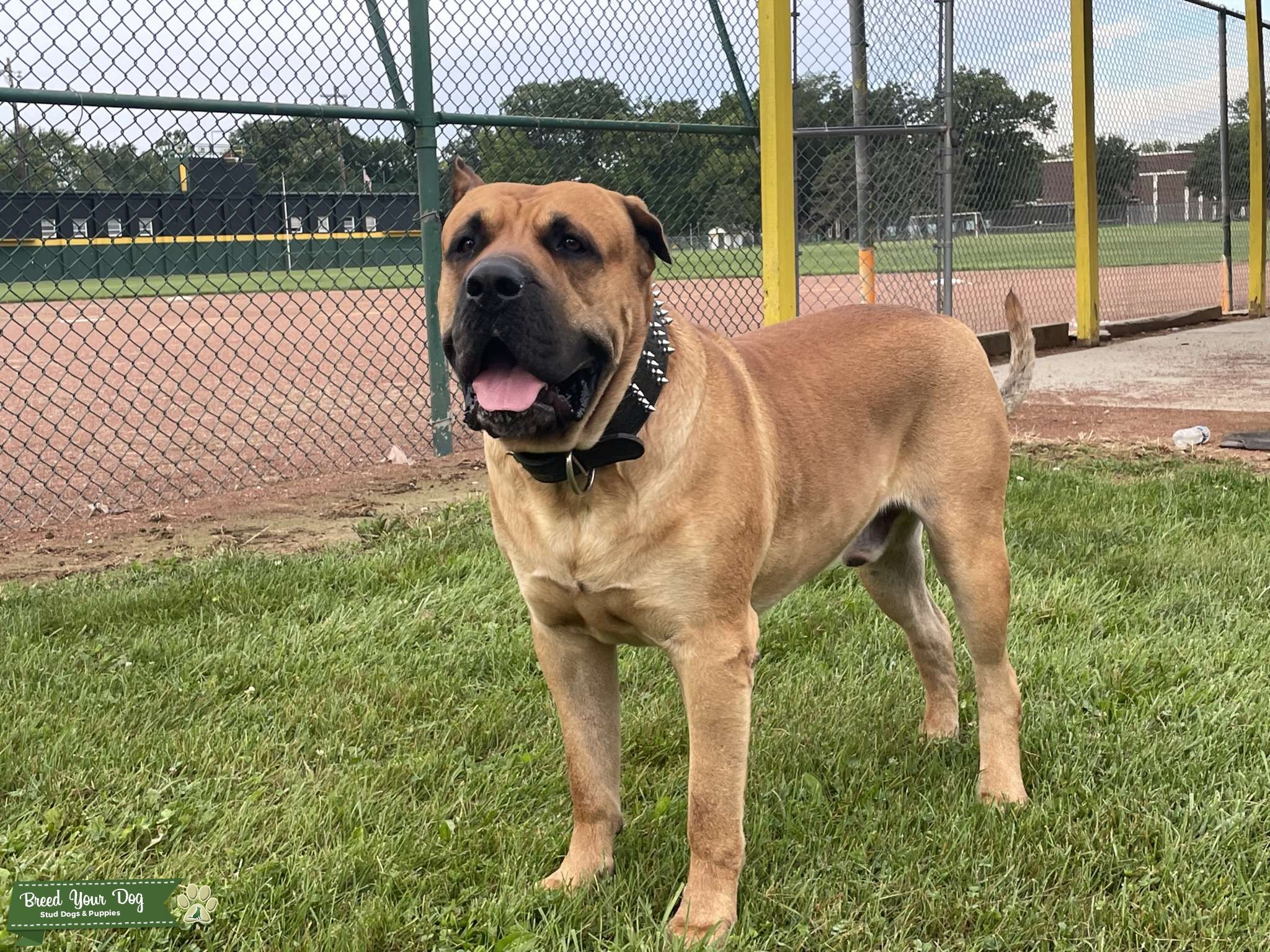 massive male for stud Stud Dog Columbus Breed Your Dog