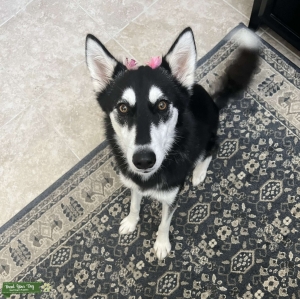 Alaskan Klee Kai/ Siberian Husky Bitch Listing Image