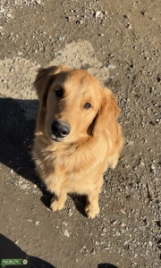 Golden retriever Listing Image