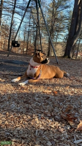 Looking for male dog Listing Image