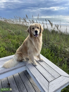 Golden Retriever available for stud Listing Image