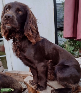 Handsome Chocolate Brown Working/Show Cocker Young Male Ready for Stud Listing Image