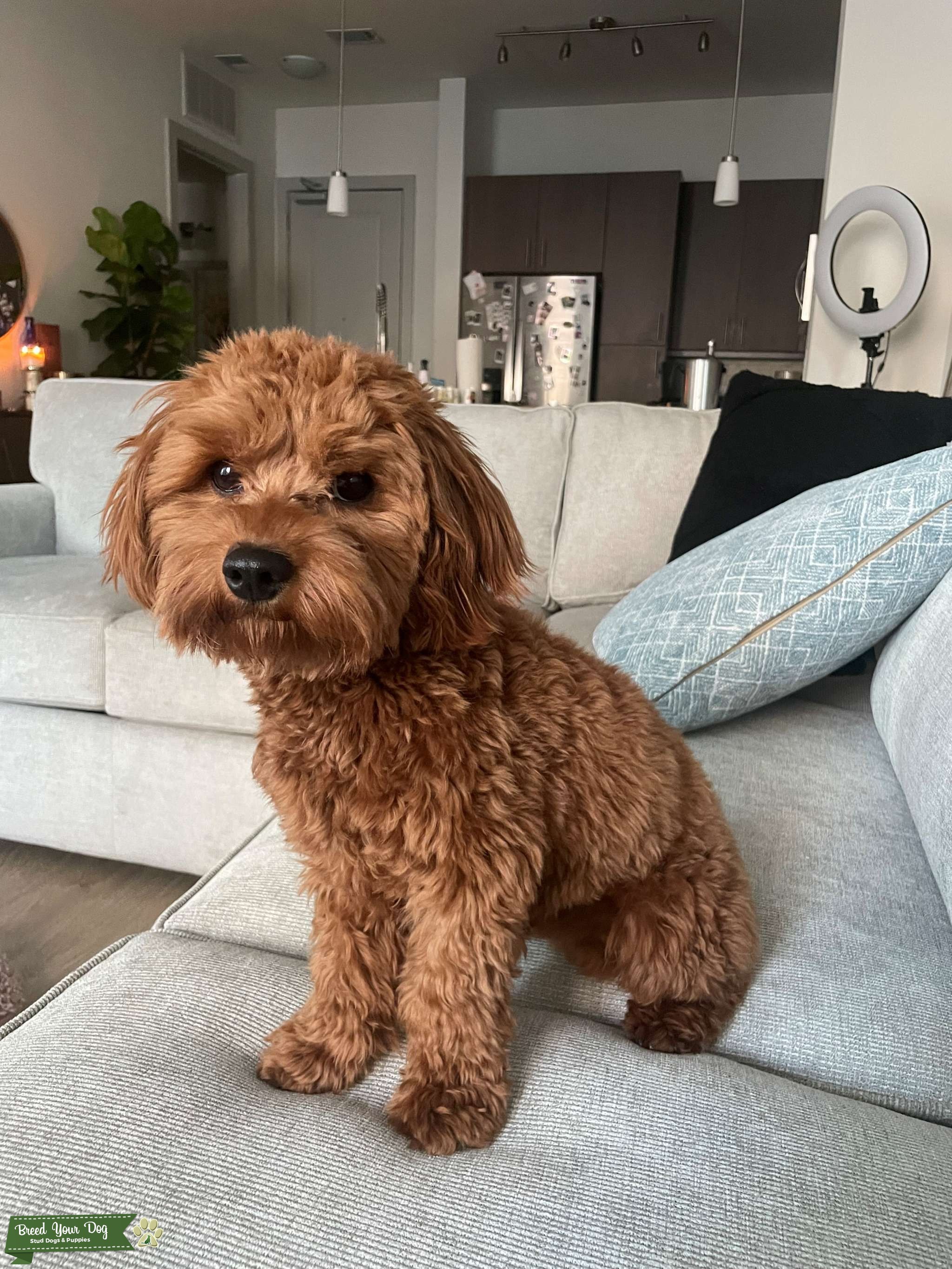 Stud Availability Stud Dog in Atlanta, the United States Breed Your Dog