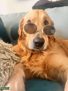 Looking for a female golden retriever to my my lovely boy Seemore  Listing Image