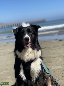 Tri Color full size Australian Shepherd Stud  Listing Image