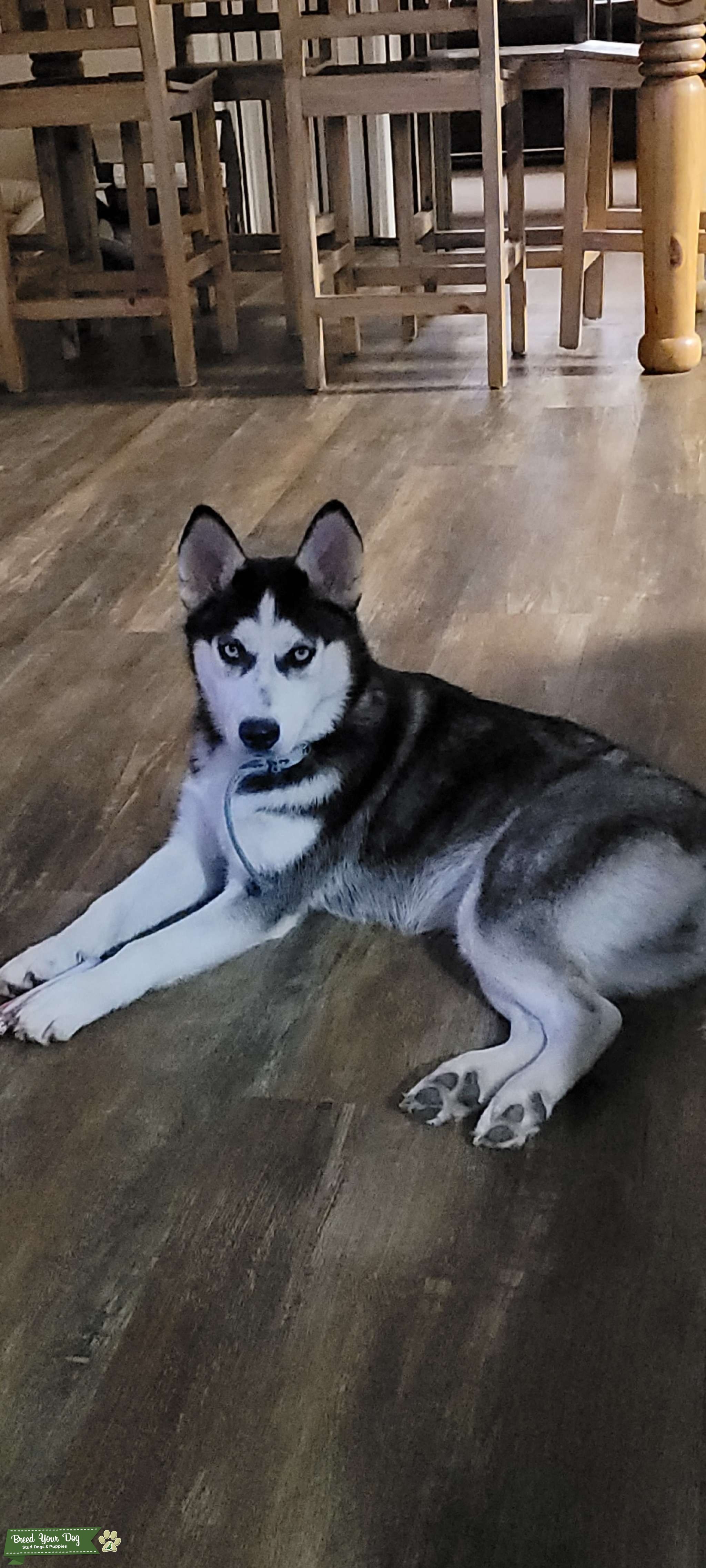 Siberian husky Female Stud Dog Texas Breed Your Dog