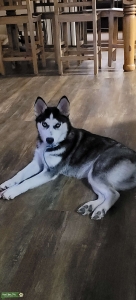 Siberian husky Female  Listing Image