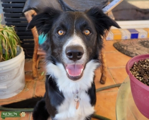 Border Collie - Female - No papers Listing Image