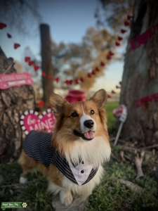 Pembroke Welsh Corgi-Male Listing Image