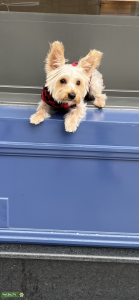 M.A.L.E Yorkie Listing Image